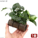 (水草)益子焼 プレコの隠れ家 小 アヌビアスナナ付(水上葉)(1個)