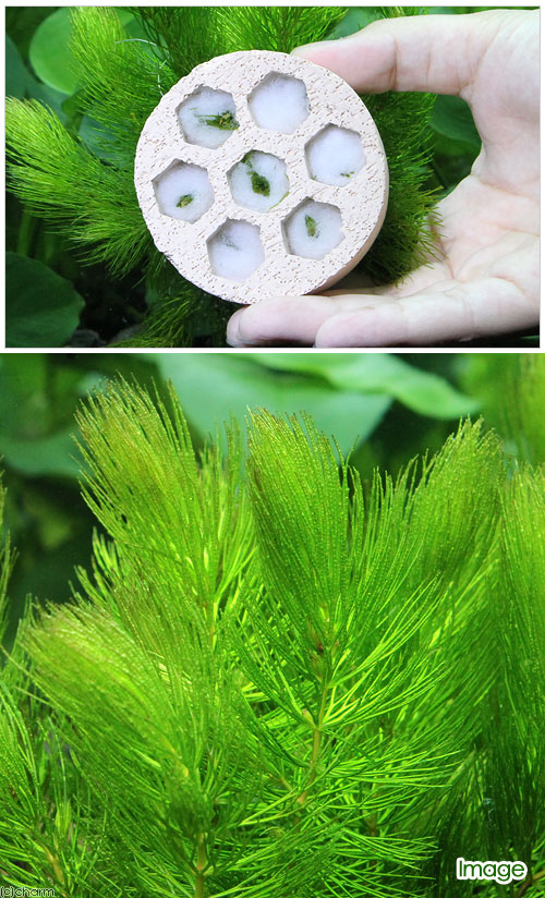 （水草）ハニカムシェルター　マツモ　ミニ（無農薬）（1個）メダカ　金魚　水質浄...