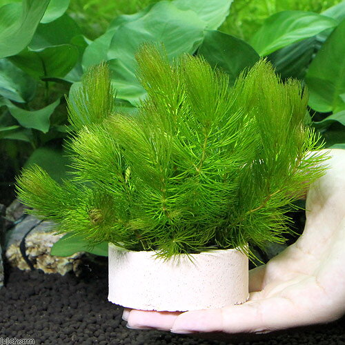 （水草）ハニカムシェルター　マツモ　ミニ（無農薬）（1個）メダカ　金魚　水質浄...