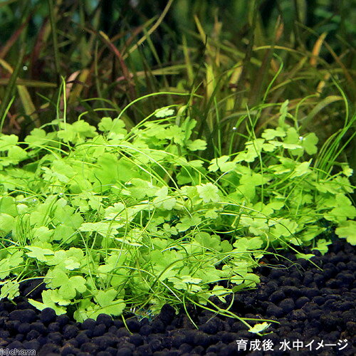 （水草）巻きたて　ミックスボール（ヘアショー＋オーストラリアンノチドメ）（水...