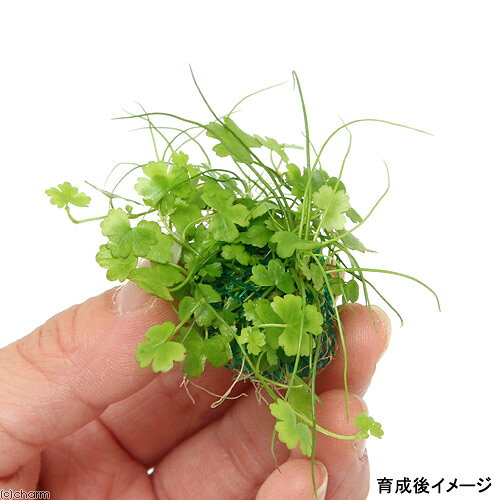 （水草）巻きたて　ミックスボール（ヘアショー＋オーストラリアンノチドメ）（水...