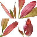 (水草)おまかせ赤系エキノドルス 1種(水中葉)(無農薬)(1株)