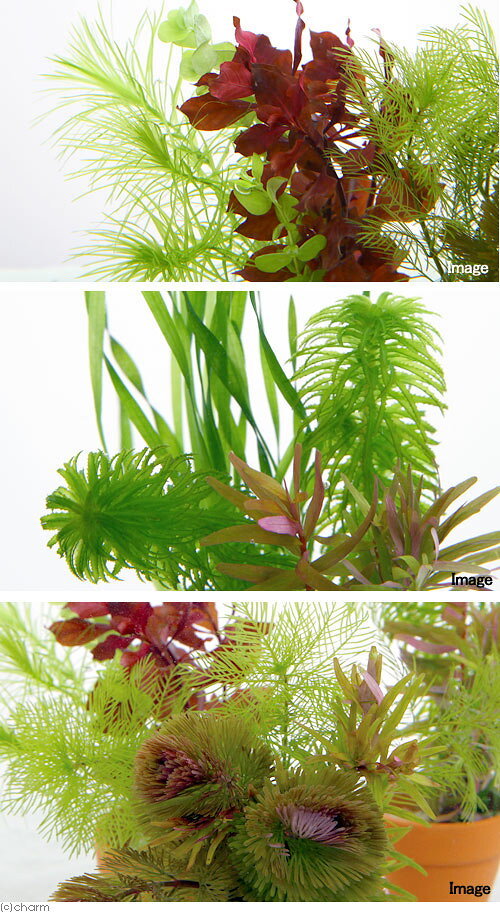 charm 3980 楽天市場店の（水草）ミニ素焼き鉢　寄せ植えミックス（水中葉）（無農薬）（1鉢）｜アングル2
