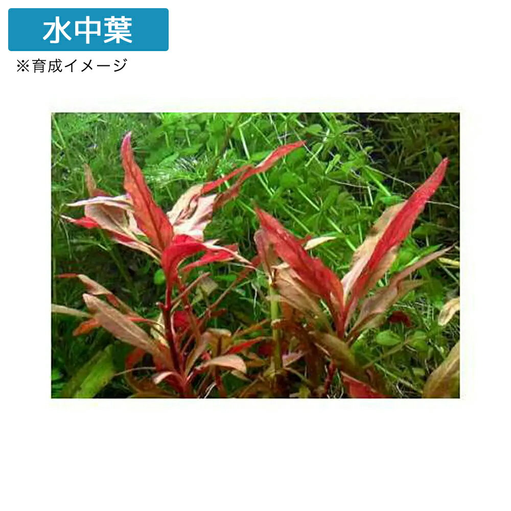 �ʿ���˥���ƥ�ʥ�ƥ顡�쥤�󥭡����ߥˡʥ���ܥ����ˡʿ���աˡ�̵�����ˡ�10�ܡ�