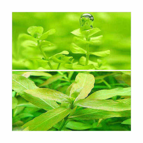 ライトグリーンの水草がセットで！（水草）ラージパールグラス（10本）＋ポリスペルマ（無農薬）（5本）販売単位本（バラ）発送サイズ10cm前後セット内容・ラージパールグラス丸葉で明るい緑色の葉を規則正しく展開するレイアウト用としても人気の高い種類です。・ハイグロフィラ　ポリスペルマ定番種として初心者から上級者まで幅広く人気のある種です。ライトグリーンの美しい葉を展開する有茎草です。注意※表記サイズは1株（1本）でのおおよその目安です。育成環境や、成長の度合いにより最大サイズは異なります。お一人様3点限り　Leaf　CO2　ボンベ　74g　1本　炭酸ボンベ　汎用品　新瓶　二酸化炭素　水草育成　水草　水草水槽魚が簡単に飼える　リーフプロソイル　ノーマル　3L　熱帯魚　用品　お一人様9点限り（熱帯魚）オトシンクルス（3匹）　北海道・九州航空便要保温（エビ・貝）おまかせカノコ貝（3匹）　北海道・九州航空便要保温（水草）おまかせ水草詰め合わせパック　6種（計60本）（水上葉）（無農薬）（1パック）水草トリミング3点セット（水草）置くだけ簡単　ゼオライトリング（グレー）おまかせ有茎草5種（水上葉）（無農薬）（計5個）（水草）ミニサイズ　Plants　Arrangement　ザ　ボンサイ（水上葉）（無農薬）（1個）（熱帯魚）ビギナー向けおまかせコリドラス（5匹）　北海道・九州航空便要保温 … 熱帯魚　_aqua　小型　水槽　中景　zeoliteC　水草　溶岩石付　all_plants　wp_kywrd　rviw10cmx1122水草　y59GhZ4_wpp　y9Z4_BQihQY　wp0623008　wp0630007　wp0707004　wp0714005　greenplants　47house・（水草）ハイグロフィラ　ポリスペルマ（無農薬）（1本） 構成する商品内容は在庫状況により予告無く変更になる場合がございます。予めご了承下さい。■この商品をお買い上げのお客様は、下記商品もお買い上げです。※この商品には付属しません。■お一人様3点限り　Leaf　CO2　ボンベ　74g　1本　炭酸ボンベ　汎用品　新瓶　二酸化炭素　水草育成　水草　水草水槽魚が簡単に飼える　リーフプロソイル　ノーマル　3L　熱帯魚　用品　お一人様9点限り（熱帯魚）オトシンクルス（3匹）　北海道・九州航空便要保温（エビ・貝）おまかせカノコ貝（3匹）　北海道・九州航空便要保温（水草）おまかせ水草詰め合わせパック　6種（計60本）（水上葉）（無農薬）（1パック）水草トリミング3点セット（水草）置くだけ簡単　ゼオライトリング（グレー）おまかせ有茎草5種（水上葉）（無農薬）（計5個）（水草）ミニサイズ　Plants　Arrangement　ザ　ボンサイ（水上葉）（無農薬）（1個）（熱帯魚）ビギナー向けおまかせコリドラス（5匹）　北海道・九州航空便要保温