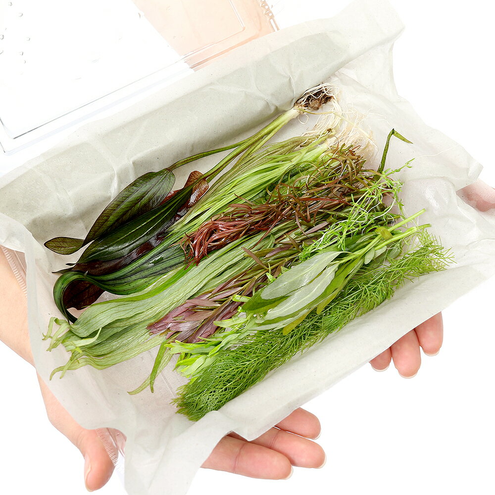 �ʿ���ˤ��ޤ������𥻥å�9��ʿ����աˡ����ޤ��������Υɥ륹1��ʿ����աˡ�1����