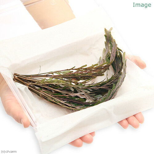 �ʿ���˥ϥ������ե��顡�ԥ�ʥƥ��ե����ʿ����աˡ�̵�����ˡ�6�ܡ�