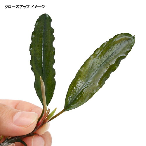 （水草）ブセファランドラsp．S．W　シンタン（無農薬）（水中葉）（1株）