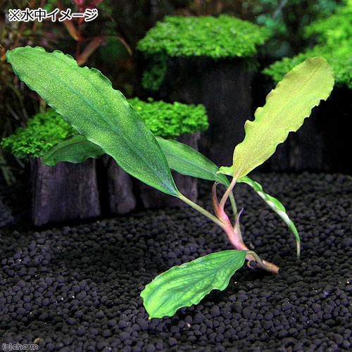 （水草）ブセファランドラsp．S．W　シンタン（無農薬）（水中葉）（1株）