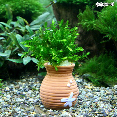 （水草）タコツボミニミニ　オレゴンリバーモス（無農薬）（1個）