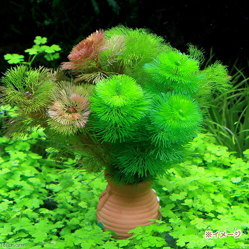 （水草）メダカ・金魚藻　タコツボミニミニ　カボンバミックス（1個）