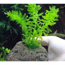(水草)メダカ・金魚藻 国産 アナカリス 穴あき溶岩石付(無農薬)(1個)