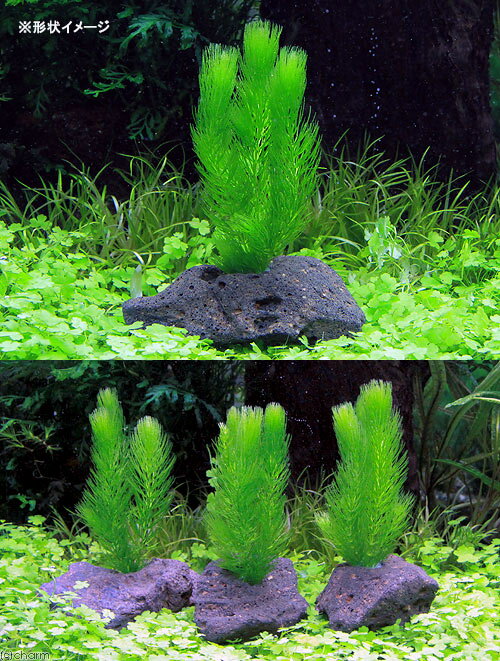 �ʿ���˥ޥĥ⡡�ꤢ���ϴ����ա�̵�����ˡ�1�ġ˥������������������������