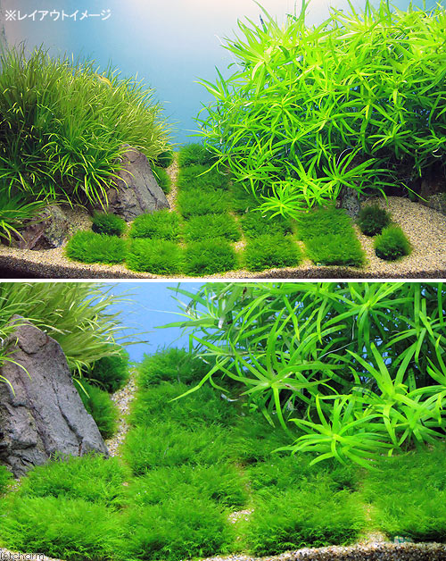 （水草）★育成済★　ウォーターフェザー　タイル（水中葉）（無農薬）（1個）