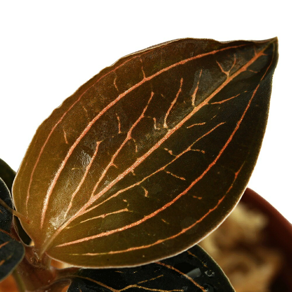 （テラリウム）ドッシニア マルモラータ×マコデス サンデリアーナ（1ポット） 北海道・九州航空便要保温