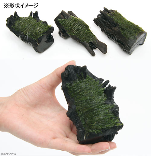 （水草）巻きたて　ウォーターフェザー　流木　Sサイズ（約15cm）（水中葉）（無農...
