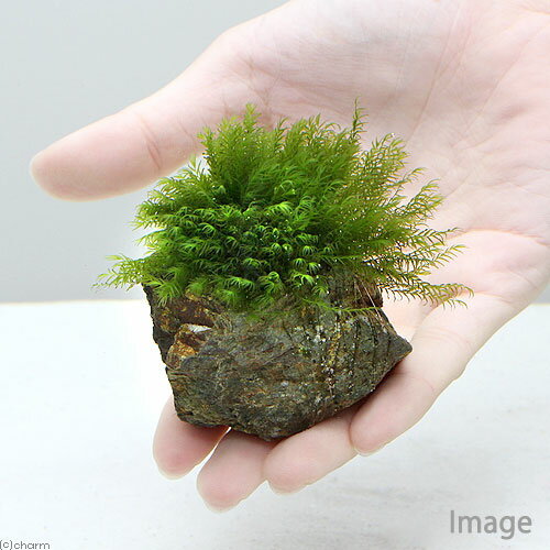 （水草）★育成済★　ウォーターフェザー　風山石　SSサイズ（8cm以下）（水中葉）（...