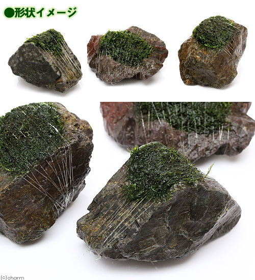（水草）巻きたて　ウォーターフェザー　風山石　SSサイズ（8cm以下）（水中葉）（...