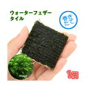 (水草)巻きたて ウォーターフェザー タイル(水中葉)(無農薬)(1個)