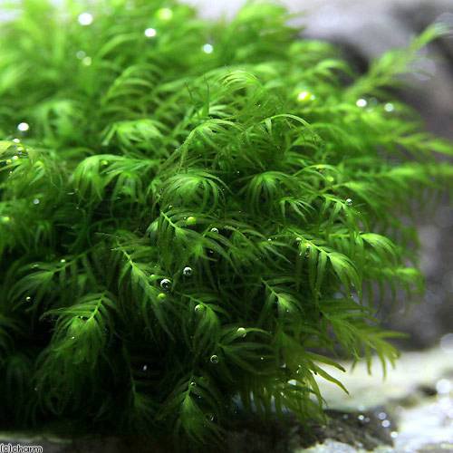 charm 3980 楽天市場店の（水草）巻きたて　ウォーターフェザー　タイル（水中葉）（無農薬）（3個）｜アングル2