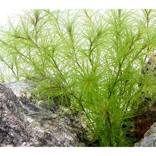 繊細な葉を持ち、一種でまとめ植えすると美しい品種です。エビの隠れ家に最適です。無農薬！エビの隠れ家に最適！ナヤス（6本）通称ナヤスsp．インドネシア便学名（※）Najas　sp．（※）…改良品種や学名が不明の種は流通名での記載の場合があります。科名イバラモ科水質弱酸性〜弱アルカリ性、軟水〜中硬水光量1〜3灯特記二酸化炭素をなるべく添加する（2〜3秒に1滴）ナヤスって？一般に出回っているものはナヤス・グアダルペンシスといいます。本種ナヤスsp．インドネシア便はナヤスに比べ大振りで茎に赤みを帯びます。葉の長さは3cm程度、やや明るい緑色をしていて葉脈は褐色を呈しています。茎の色も葉脈同様褐色をしていて、それが和風な感じをさせているように思えます。成長は早く、水質にもうるさくなく、育成は容易な種です。ナヤスほどバラバラになりにくくなっていますので植え込んで使うにもやり易い種と言えます。外見は和風な印象があるので、そのまま和風テイストなレイアウトには合いそうです。軽く中景当たりに3本くらい置いてアクセントやレイアウトに動きを与えるような形としても使えます。PSBQ10　ピーエスビーキュート　淡水用　30mL5個セット　光合成細菌　バクテリア　熱帯魚（生餌）淡水用　微生物で水質向上セット　エサ用ゾウリムシミックス＋PSBQ10　本州四国限定Plants　Green　プランツグリーン　250ml　（水草の栄養液）（熱帯魚）オトシンクルス（3匹）　北海道航空便要保温（エビ）ミナミヌマエビ（10匹）（＋1割おまけ）Fe　Energy（エフイーエナジー）　400g　5mm　（水草の栄養素）日本動物薬品　ニチドウ　水草が育つCO2リキッド　2本入　（緑）アクロ　化学反応式CO2ジェネレーターセット　クエン酸重曹付属　水草育成イオン交換樹脂　軟水用　1L … 熱帯魚　水草　後景草　透明感のある　wp_kywrd　_aqua　specialplants　AT　20140917　p5mizbrk2305・（水草）ナヤスsp．インドネシア便（無農薬）（1本） 構成する商品内容は在庫状況により予告無く変更になる場合がございます。予めご了承下さい。■この商品をお買い上げのお客様は、下記商品もお買い上げです。※この商品には付属しません。■PSBQ10　ピーエスビーキュート　淡水用　30mL5個セット　光合成細菌　バクテリア　熱帯魚（生餌）淡水用　微生物で水質向上セット　エサ用ゾウリムシミックス＋PSBQ10　本州四国限定Plants　Green　プランツグリーン　250ml　（水草の栄養液）（熱帯魚）オトシンクルス（3匹）　北海道航空便要保温（エビ）ミナミヌマエビ（10匹）（＋1割おまけ）Fe　Energy（エフイーエナジー）　400g　5mm　（水草の栄養素）日本動物薬品　ニチドウ　水草が育つCO2リキッド　2本入　（緑）アクロ　化学反応式CO2ジェネレーターセット　クエン酸重曹付属　水草育成イオン交換樹脂　軟水用　1L