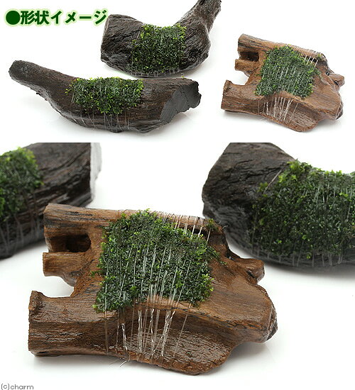 （水草）巻きたて　モスsp．国産　カット流木　ミニサイズ（無農薬）（8cm以下）（...