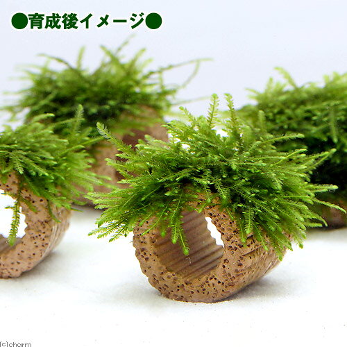 （水草）巻きたて　ライフマルチ（茶）クリスマスモス（無農薬）（1個）
