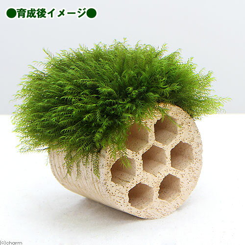 （水草）巻きたて　ハニカムシェルター　ウォーターフェザー（水中葉）（無農薬）...