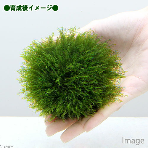（水草）巻きたて　モスムーン（ウォーターフェザー）Sサイズ（水中葉）（無農薬）...