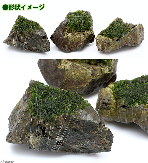 （水草）巻きたて　クリスマスモス　風山石　Sサイズ（約10cm）（無農薬）（1個）