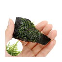 (水草)巻きたて クリスマスモス付 カット流木 ミニサイズ(8cm以下)(無農薬)(1本)