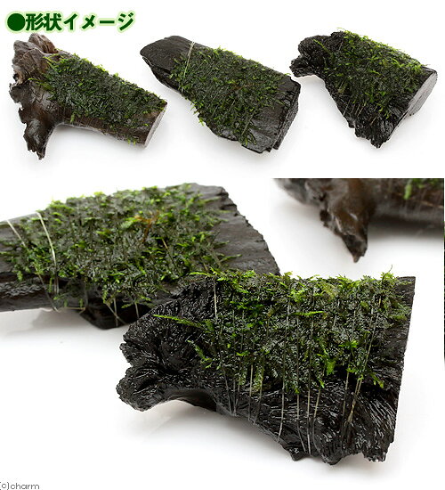 （水草）巻きたて　クリスマスモス付　カット流木　ミニサイズ（8cm以下）（無農薬...