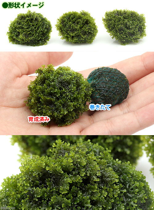（水草）★育成済★　モスsp．（国産）ボール（無農薬）（1個）