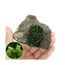 (水草)巻きたて ハネゴケsp.カメルーン産 風山石 SSサイズ(8cm以下)(水中葉)(無農薬)(1個)