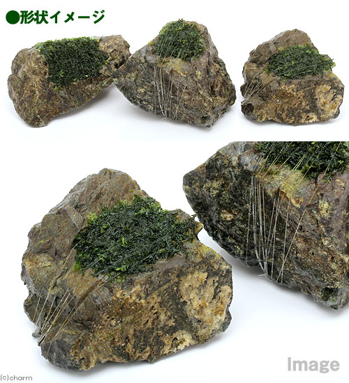 （水草）巻きたて　ハネゴケsp．カメルーン産　風山石　SSサイズ（8cm以下）（水中...