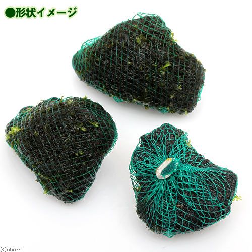 （水草）巻きたて　ハネゴケsp．カメルーン産　溶岩石ボール（水中葉）（無農薬）...