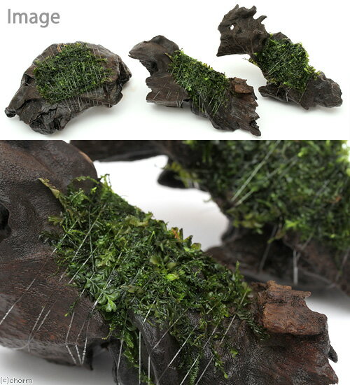 （水草）巻きたて　ハネゴケsp．カメルーン産　流木　Sサイズ（約15cm）（水中葉）...