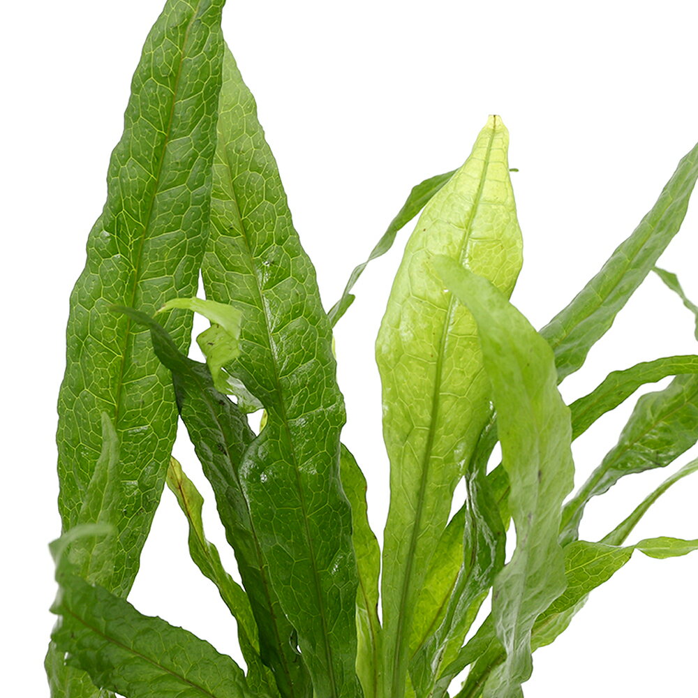 �ʿ���˥ߥ������ꥦ�ࡡ�ץƥ��ץ�sp�����եȥ꡼�աʥ���ܥ����ˡ�1�ݥå�ʬ��