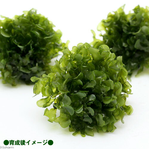 （水草）巻きたて　モスファン　ボール（1個）