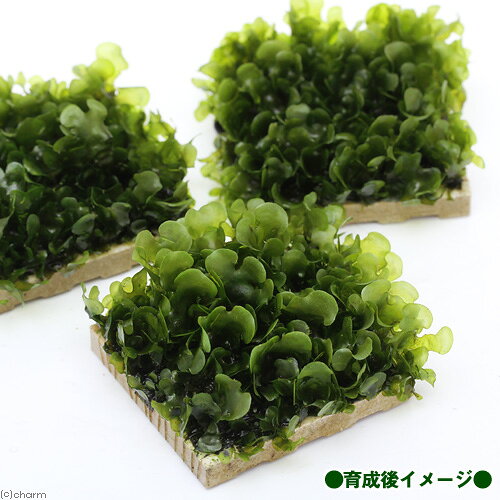 （水草）巻きたて　モスファン　タイル（3個）