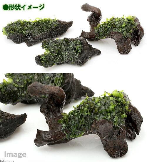 （水草）巻きたて　モスファン付　流木　Sサイズ（約15cm）（無農薬）（1本）