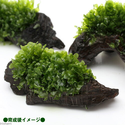 （水草）巻きたて　モスファン付　流木　Sサイズ（約15cm）（無農薬）（1本）