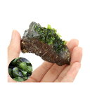 (水草)巻きたて モスファン付 風山石 SSサイズ(8cm以下)(無農薬)(1個)