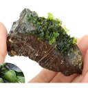 (水草)巻きたて モスファン付 風山石 SSサイズ(8cm以下)(無農薬)(3個)