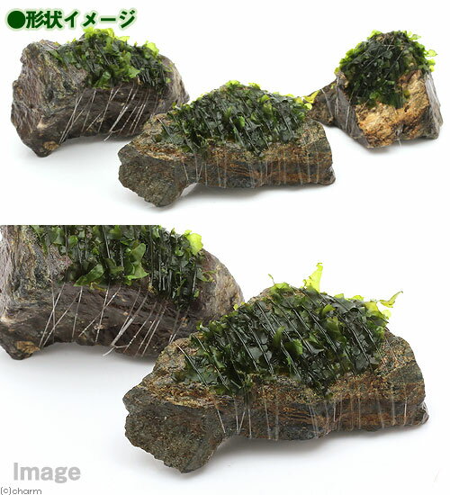 （水草）巻きたて　モスファン付　風山石　SSサイズ（8cm以下）（無農薬）（3個）