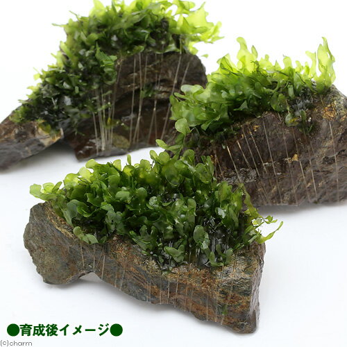 （水草）巻きたて　モスファン付　風山石　SSサイズ（8cm以下）（無農薬）（3個）