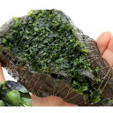 (水草)巻きたて モスファン付 風山石 Mサイズ(約14cm)(無農薬)(3個)