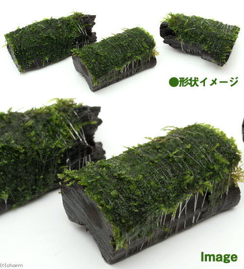 （水草）巻きたて　南米ウィローモス　流木ミニサイズ（8cm以下）（無農薬）（1本） 2