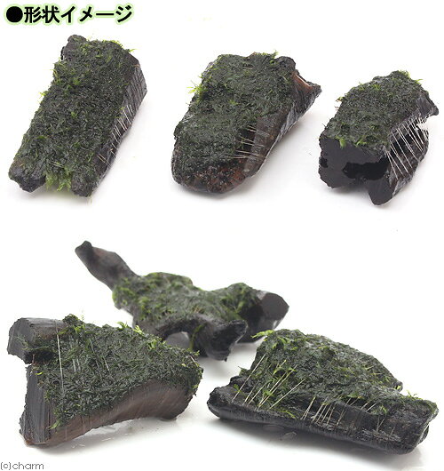 （水草）巻きたて　ウォーターフェザー　流木　ミニサイズ（8cm以下）（水中葉）（...