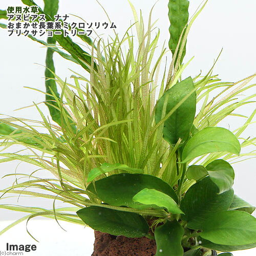 （水草）Plants　Arrangement　ザ　ボンサイ　Ver．2（1個）